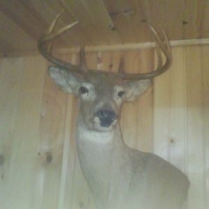 Meet your Posher, William